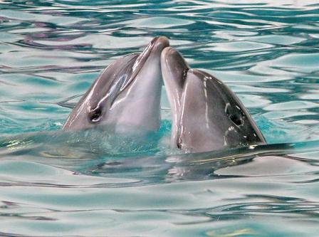 как общаются дельфины