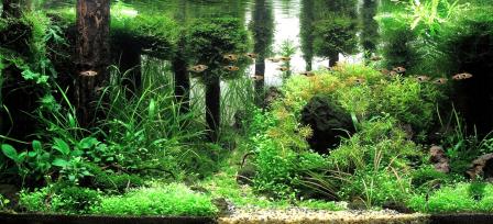 аквариумные растения фото