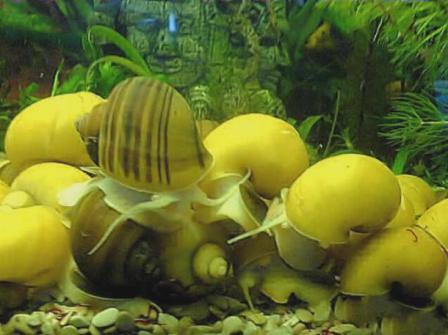 Моллюски в аквариуме